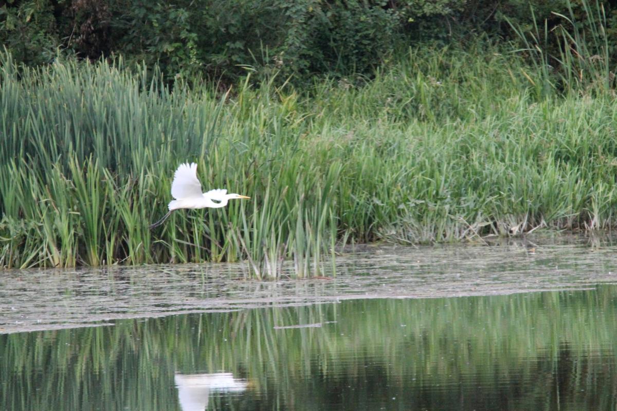 Great Egret (Ardea alba)