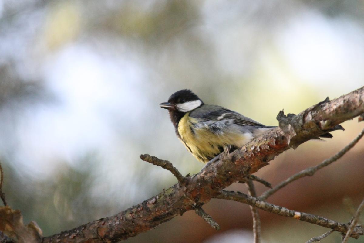 Great Tit (Parus major)