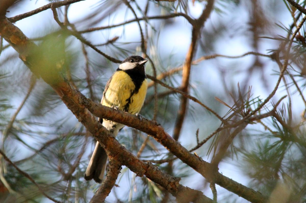 Great Tit (Parus major)