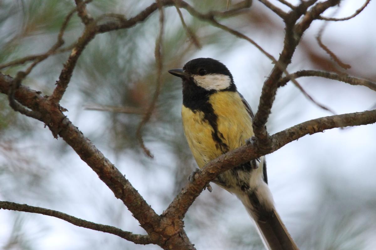 Great Tit (Parus major)