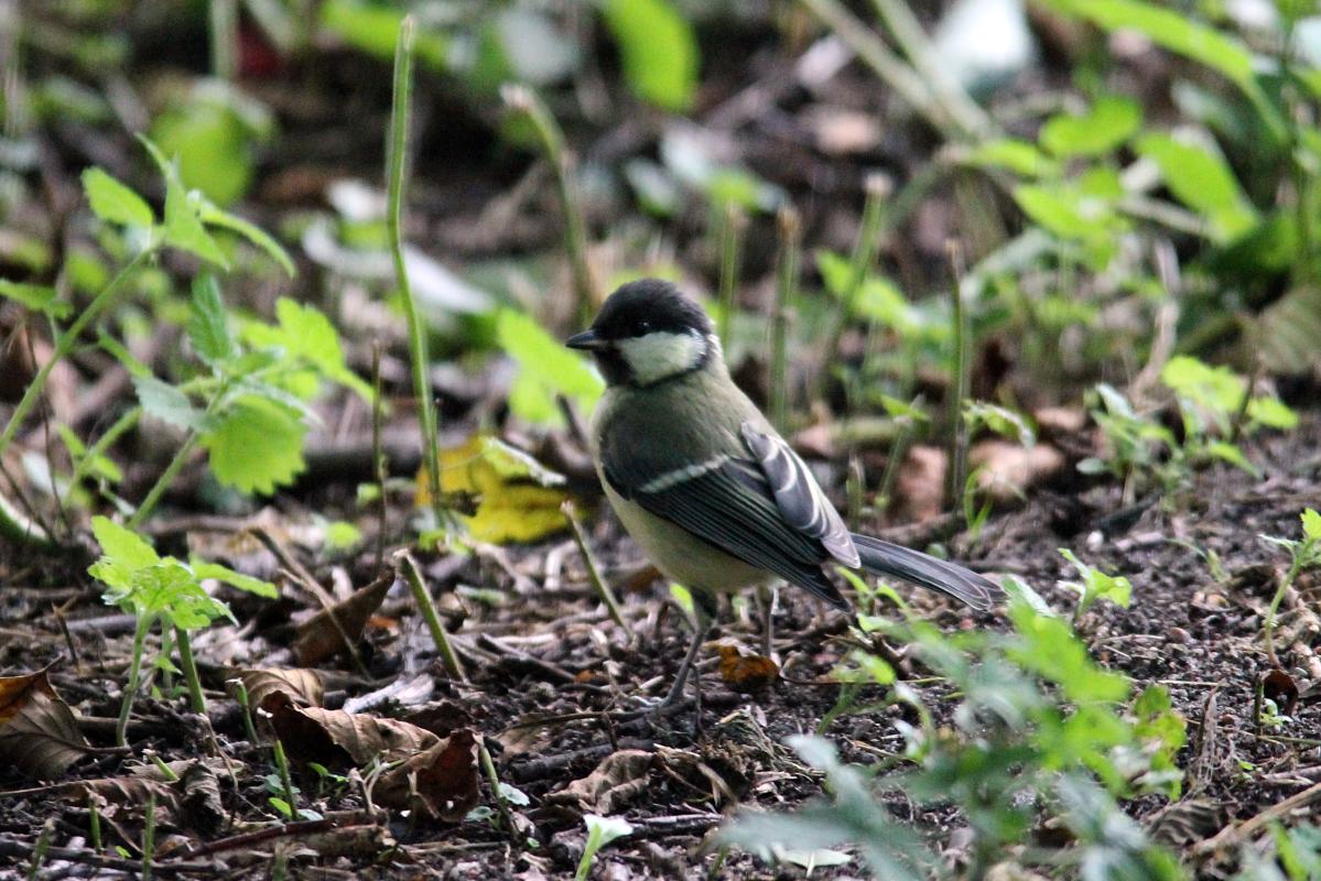 Great Tit (Parus major)