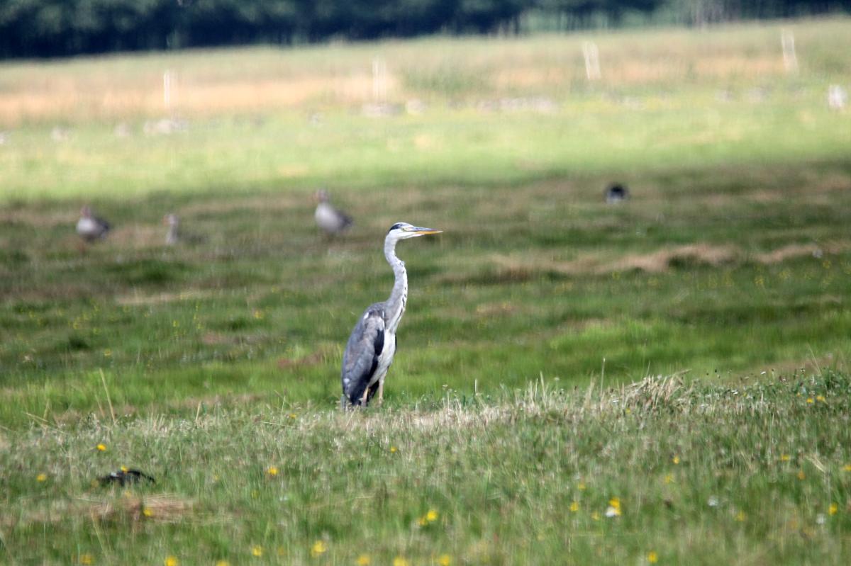 Grey heron (Ardea cinerea)