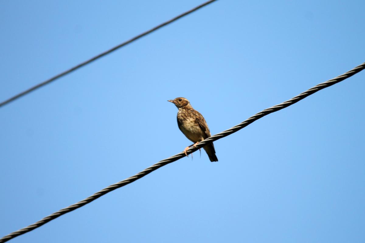 Meadow Pipit (Anthus pratensis)