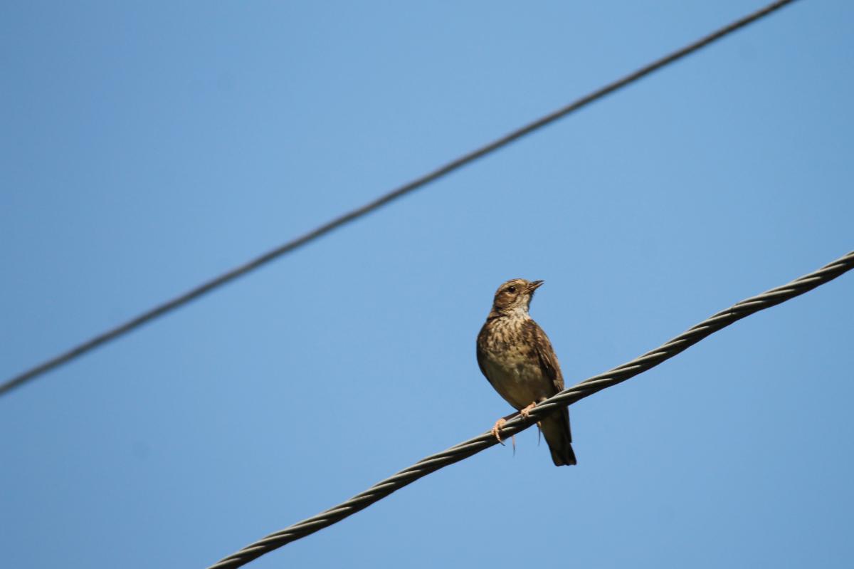 Meadow Pipit (Anthus pratensis)