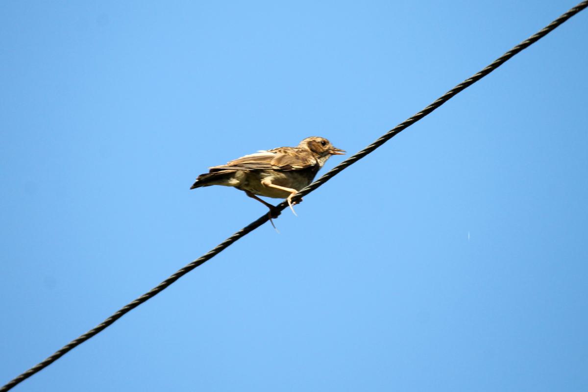 Meadow Pipit (Anthus pratensis)