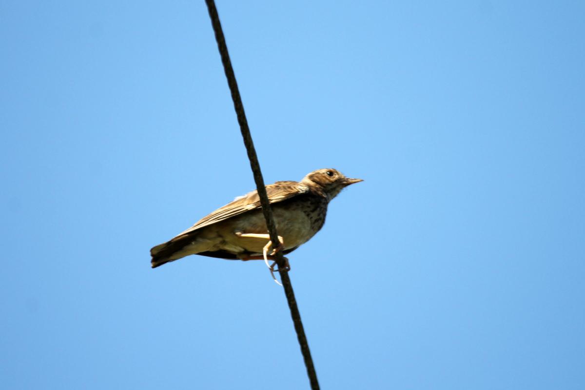 Meadow Pipit (Anthus pratensis)