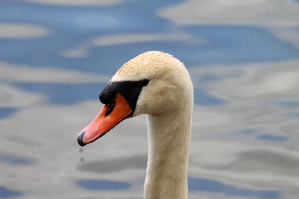 Mute Swan (Cygnus olor)