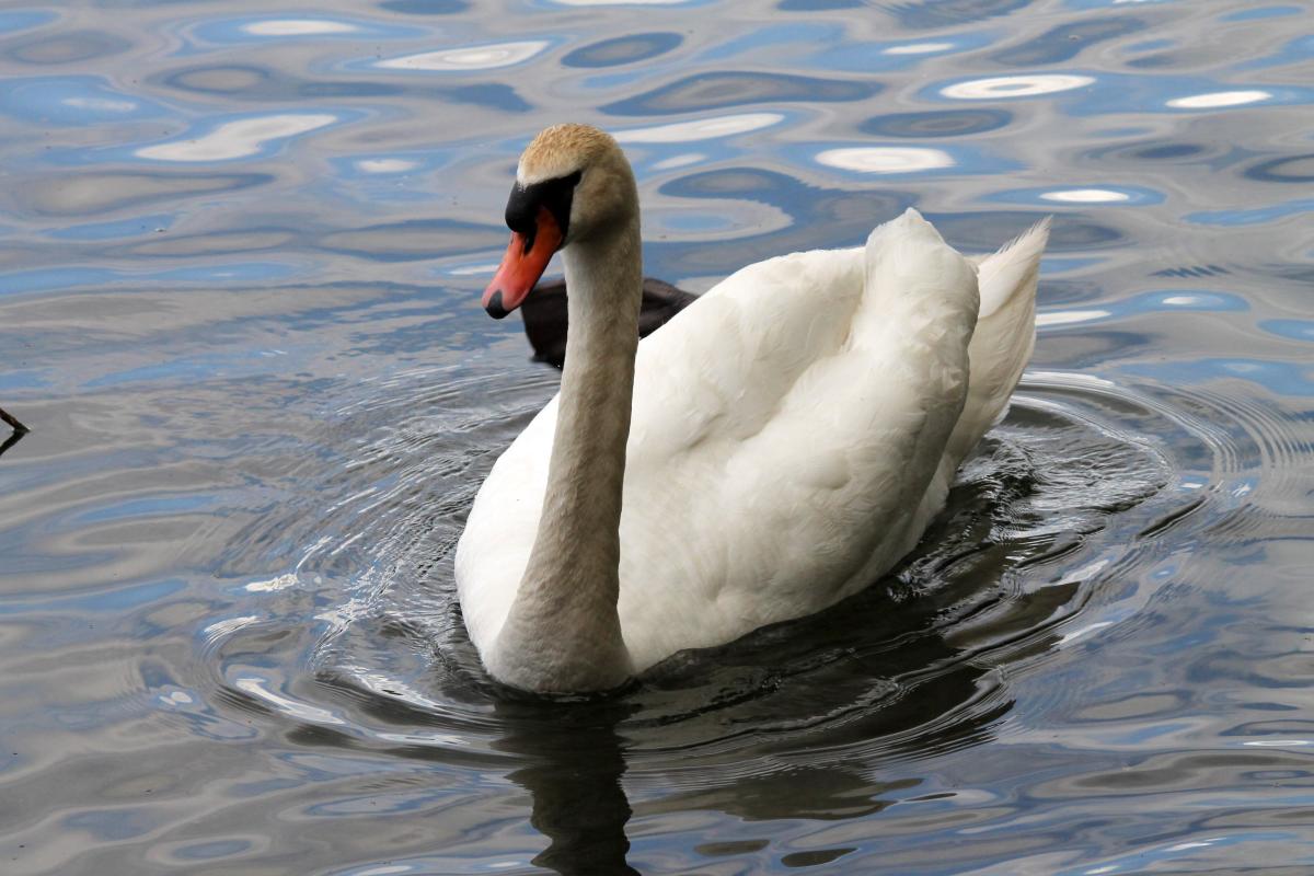 Mute Swan (Cygnus olor)