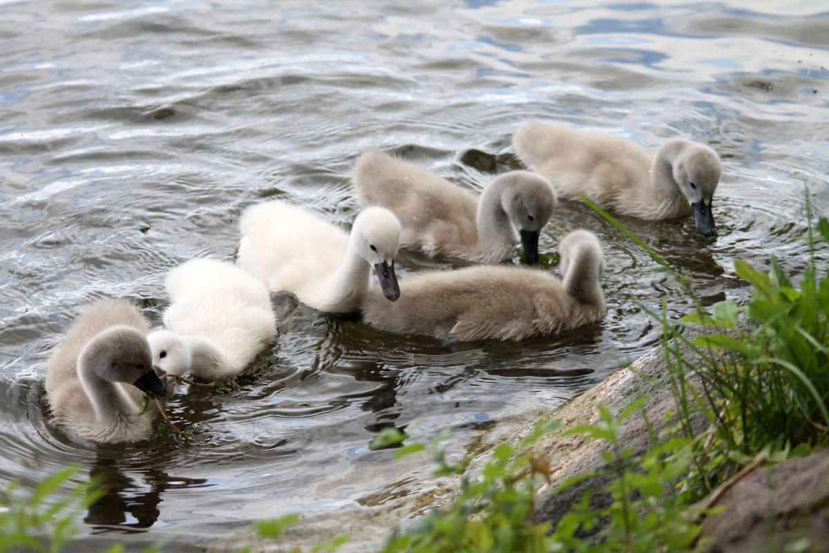 Mute Swan (Cygnus olor)