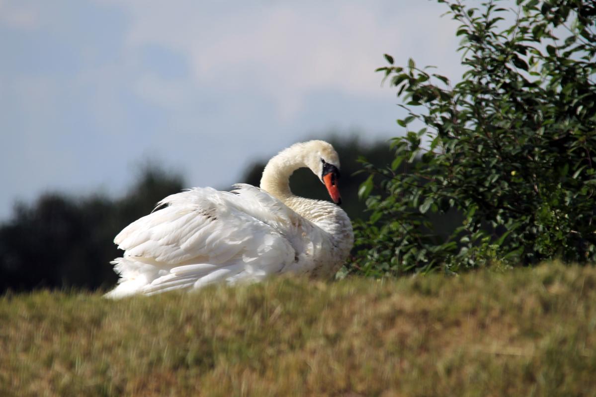 Mute Swan (Cygnus olor)