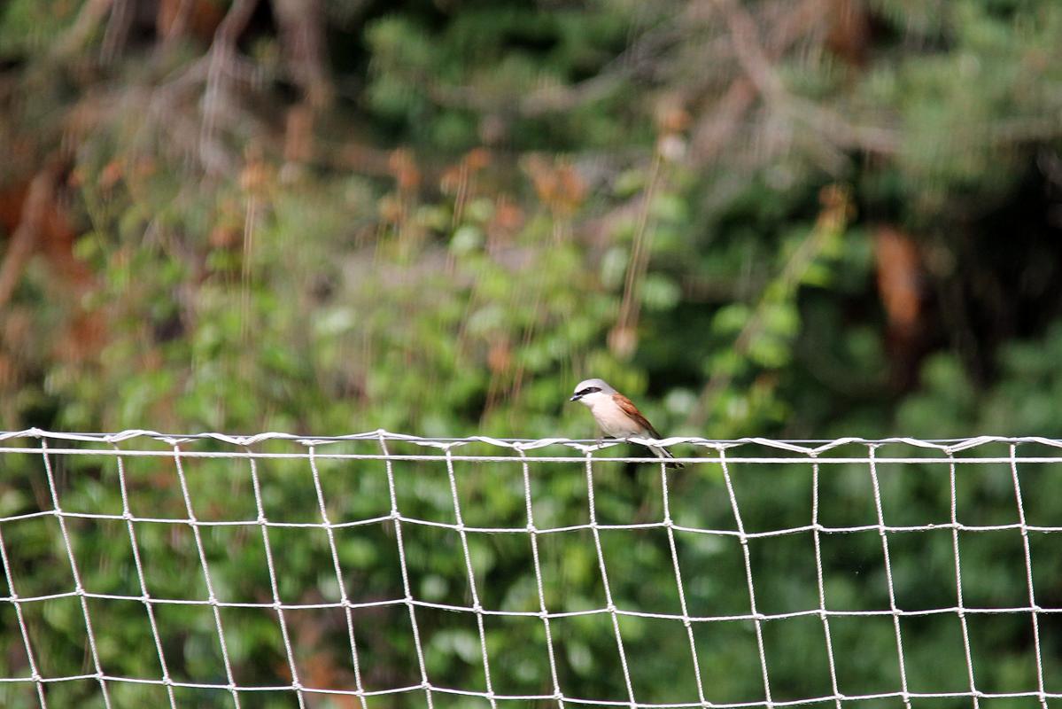 Red-backed Shrike (Lanius collurio)