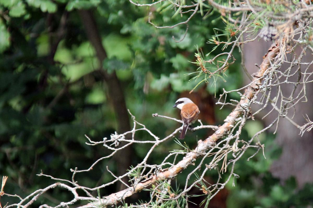 Red-backed Shrike (Lanius collurio)