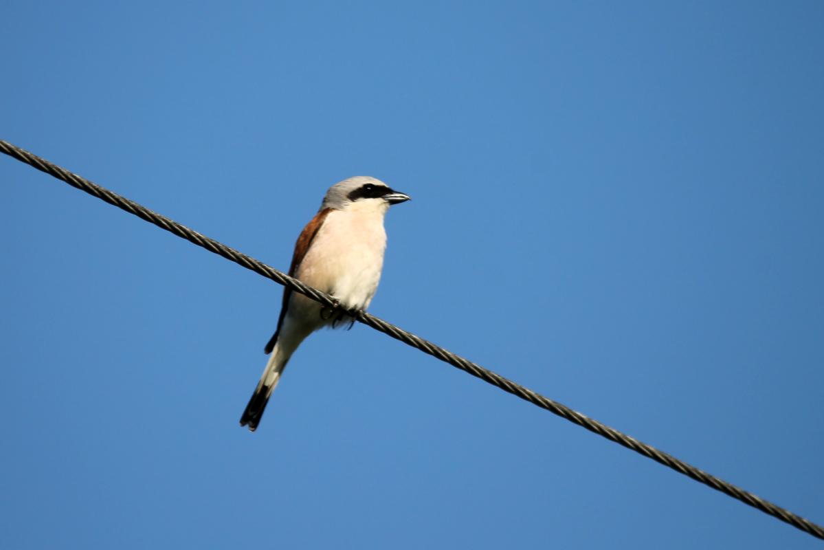 Red-backed Shrike (Lanius collurio)