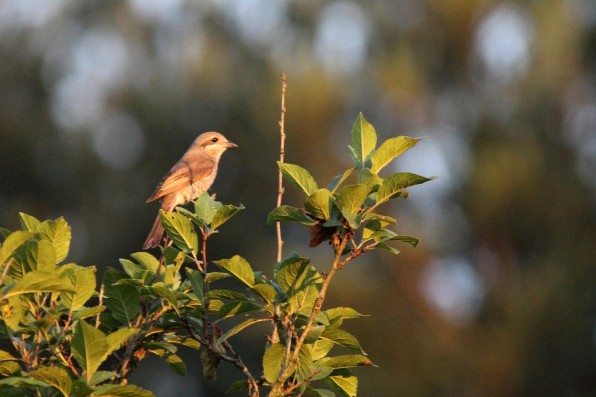 Red-backed Shrike (Lanius collurio)