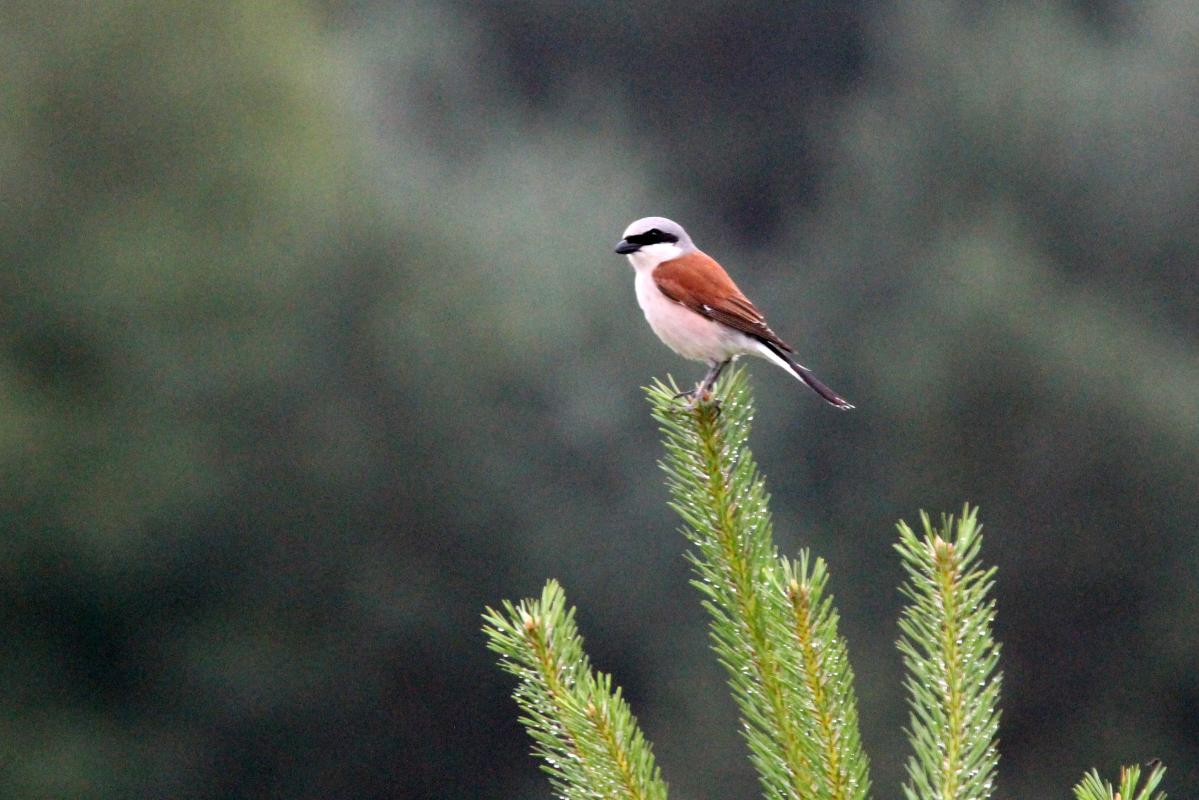 Red-backed Shrike (Lanius collurio)