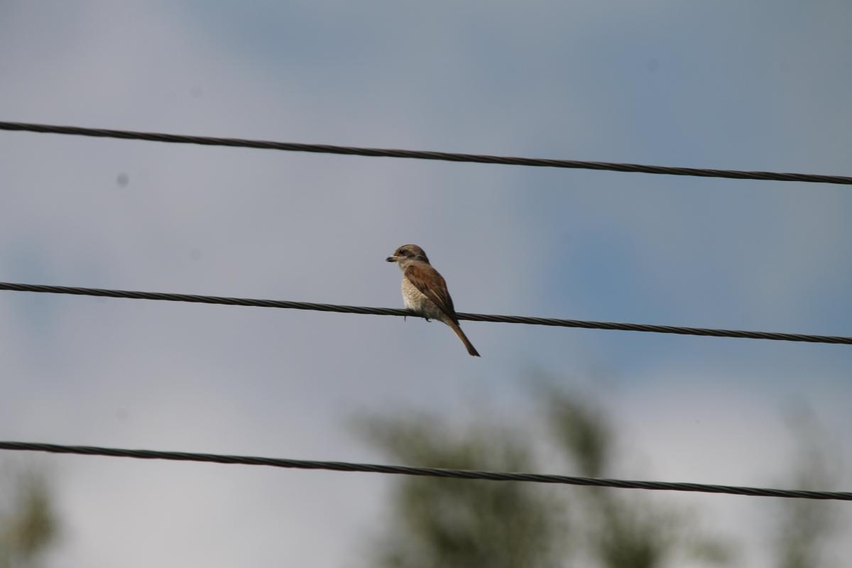 Red-backed Shrike (Lanius collurio)