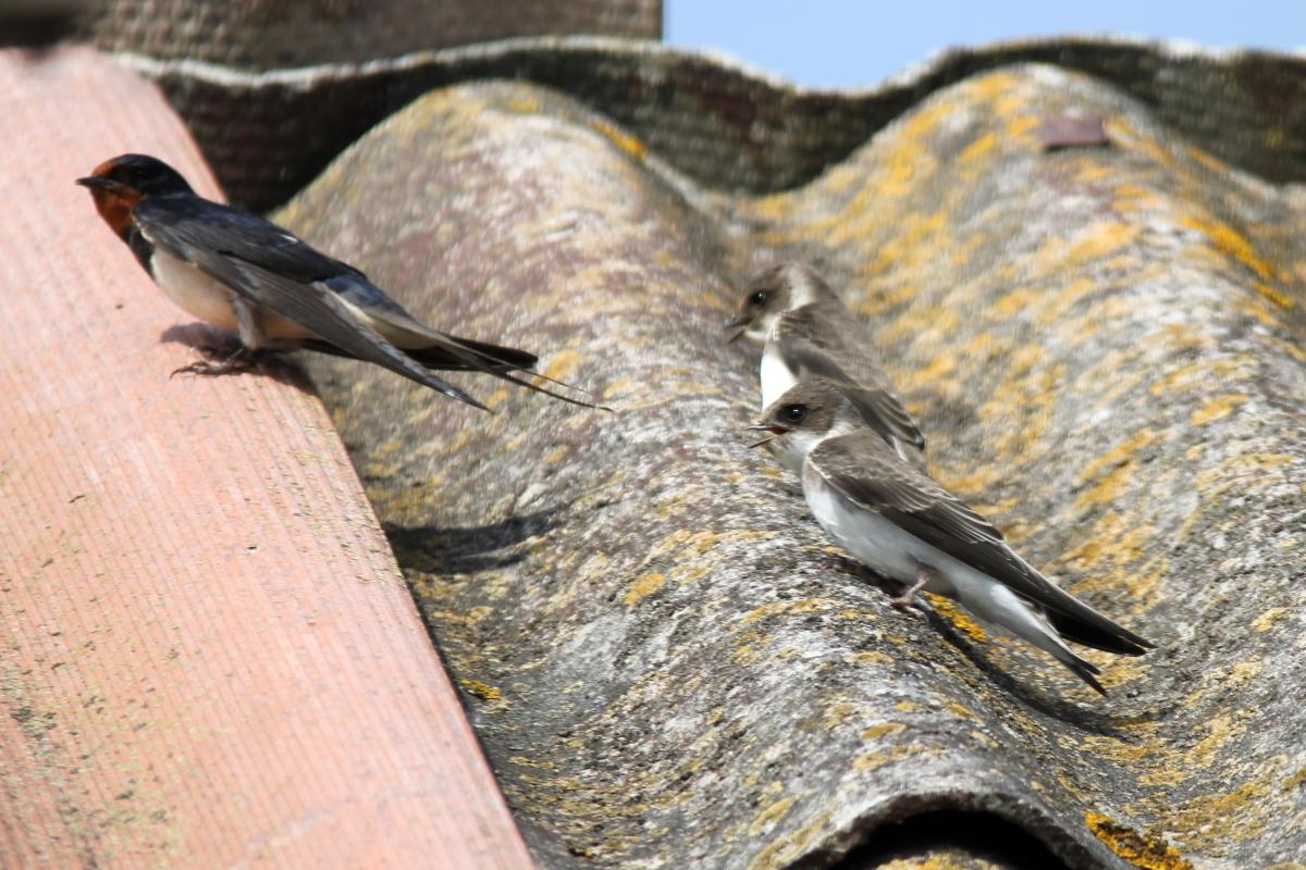 Sand Martin (Riparia riparia)