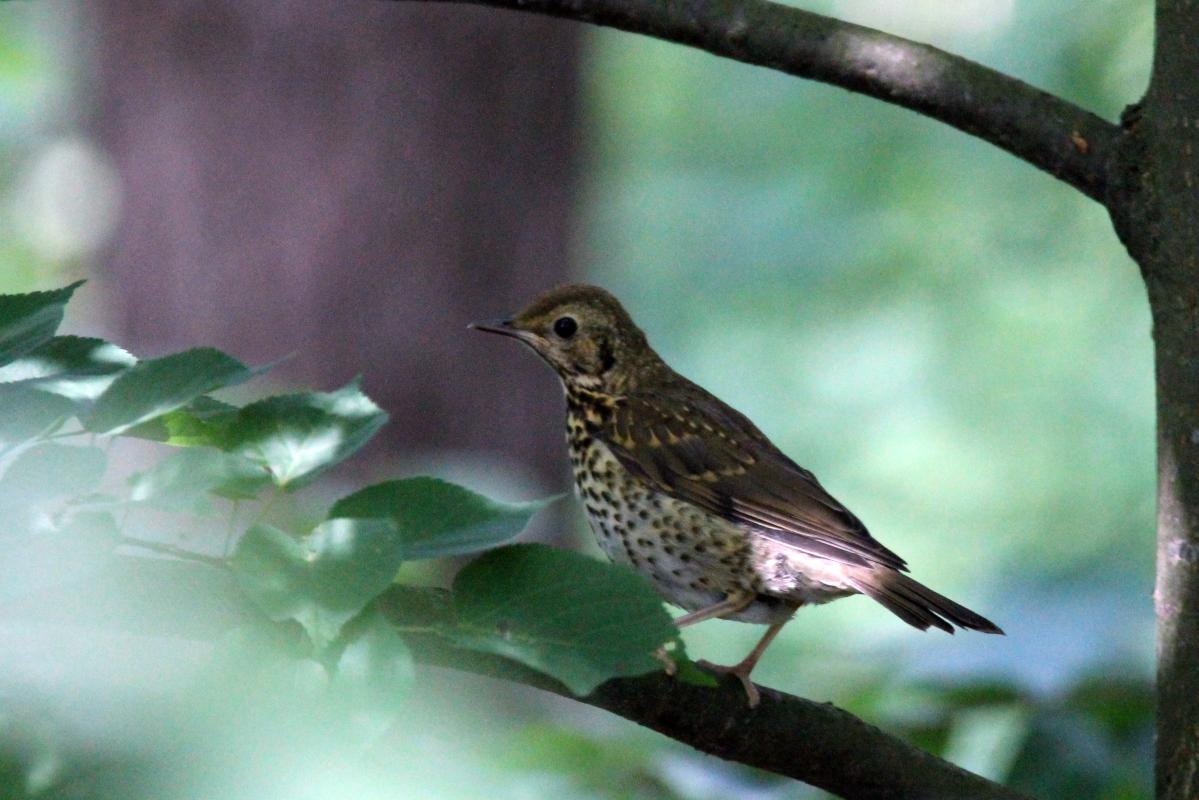 Song Thrush (Turdus philomelos), Kelias be pavadinimo, Kernavė, Vilnius, Lithuania, 2013-06-15 Song Thrush (Turdus philomelos)