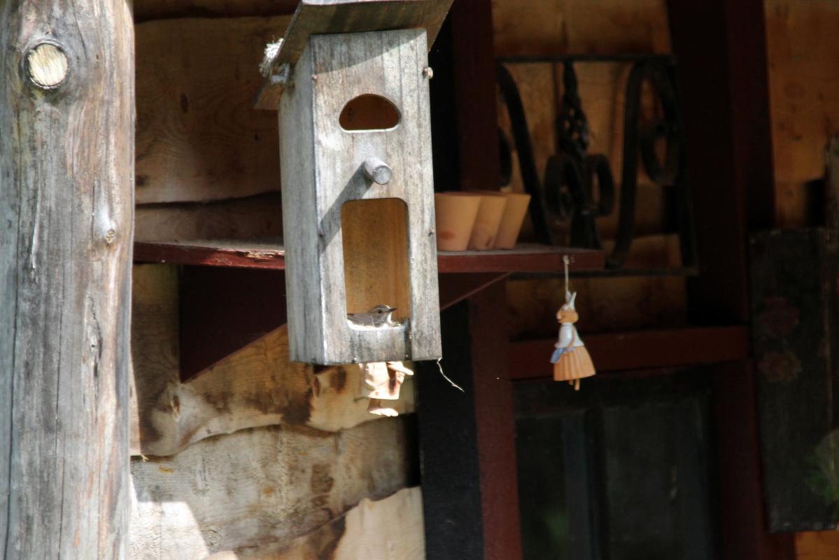 Spotted Flycatcher (Muscicapa striata)