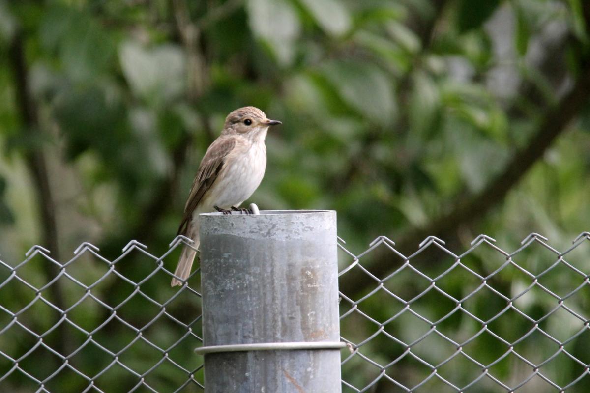 Spotted Flycatcher (Muscicapa striata)