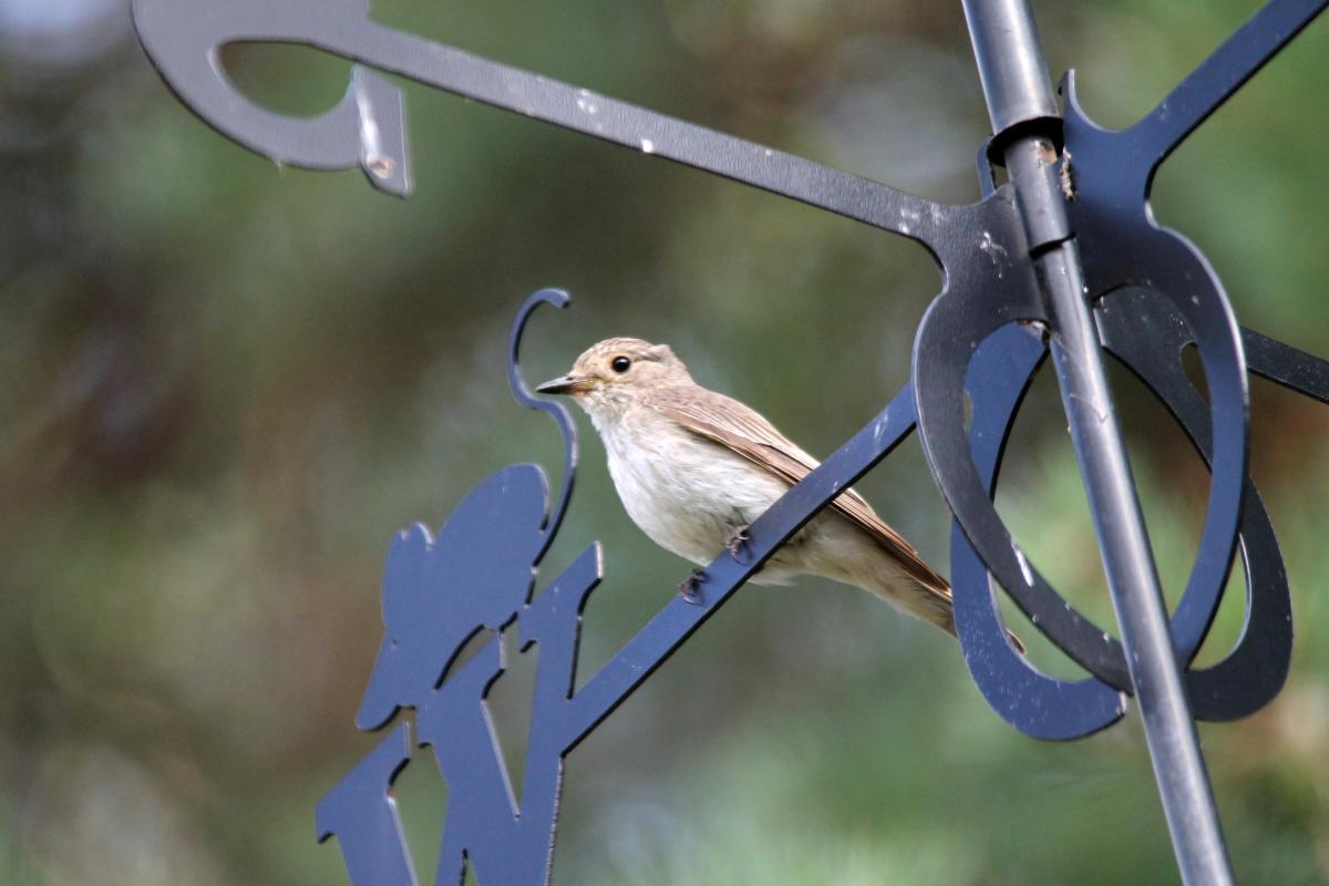 Spotted Flycatcher (Muscicapa striata)