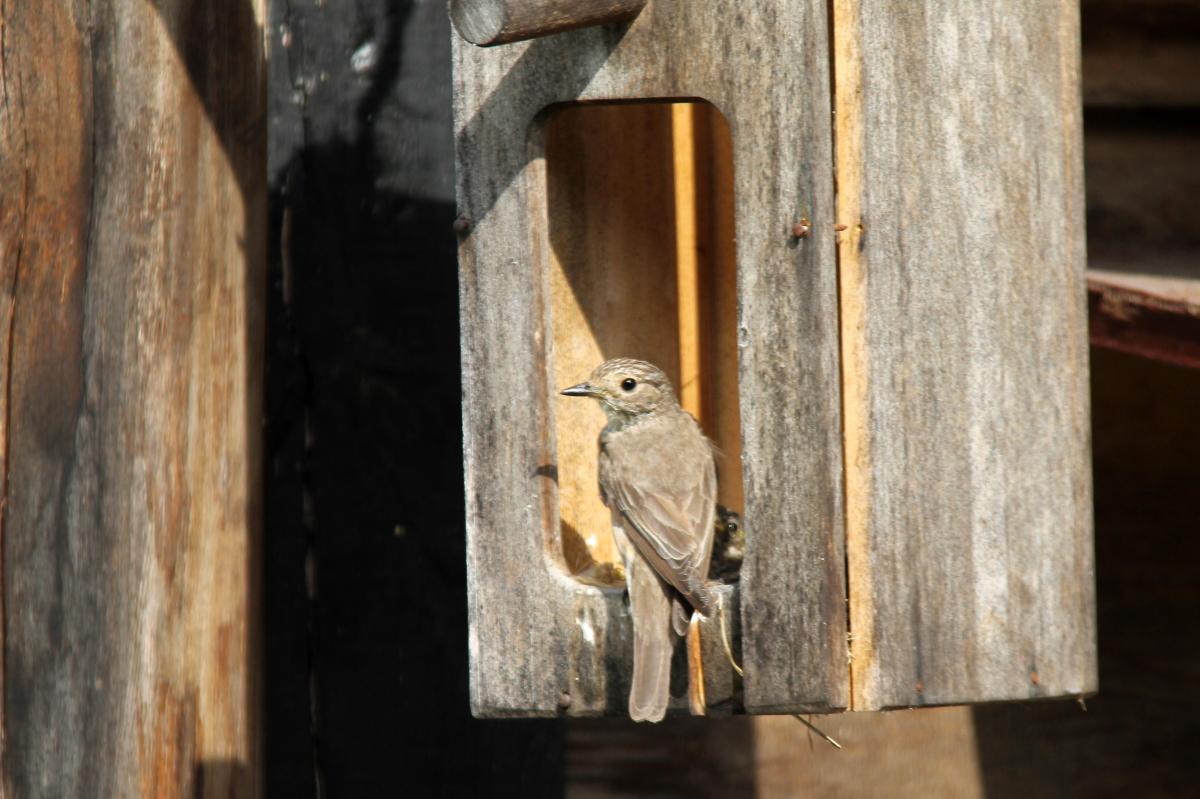 Spotted Flycatcher (Muscicapa striata)