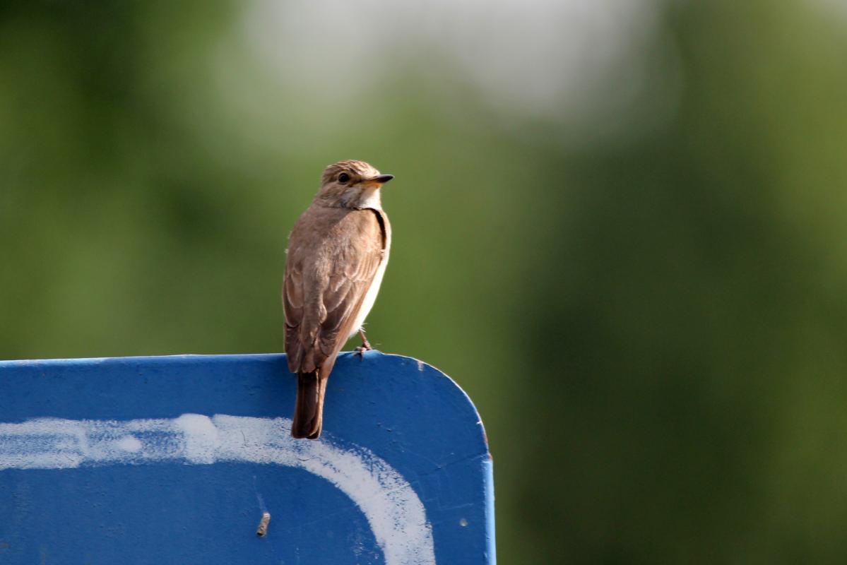 Spotted Flycatcher (Muscicapa striata)