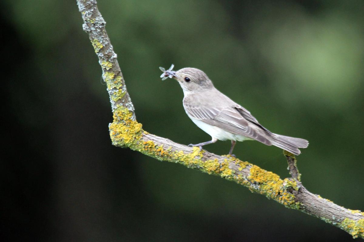 Spotted Flycatcher (Muscicapa striata)