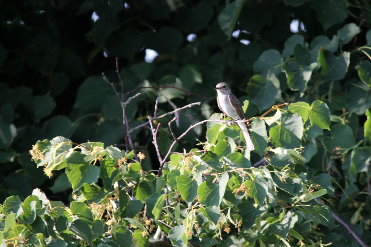 Spotted Flycatcher (Muscicapa striata)