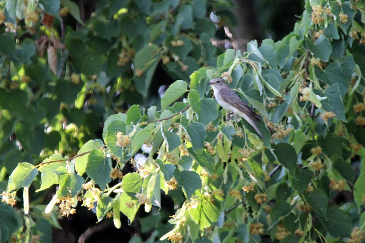 Spotted Flycatcher (Muscicapa striata)