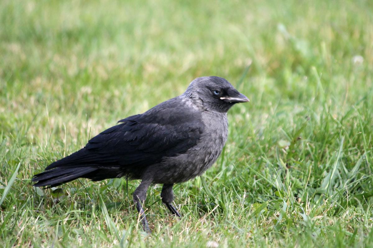 Western Jackdaw (Corvus monedula)