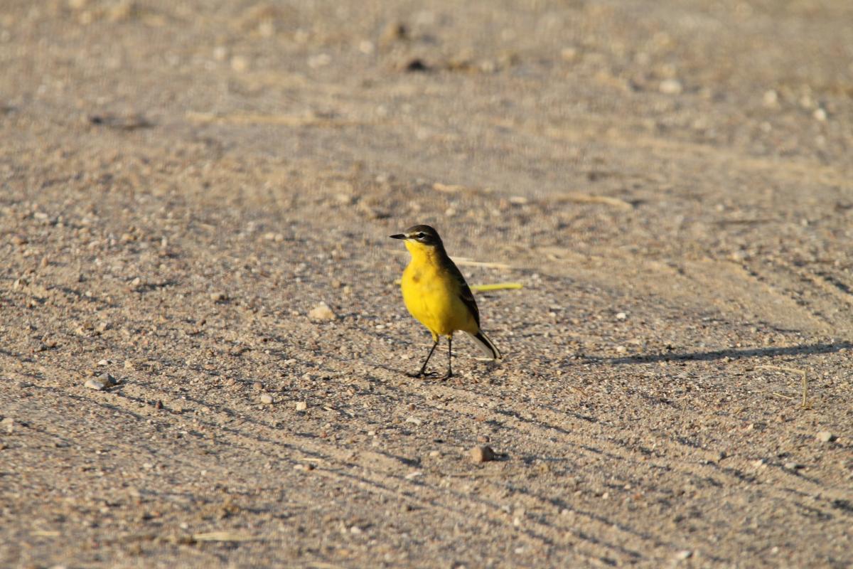 Western Yellow Wagtail (Motacilla flava)