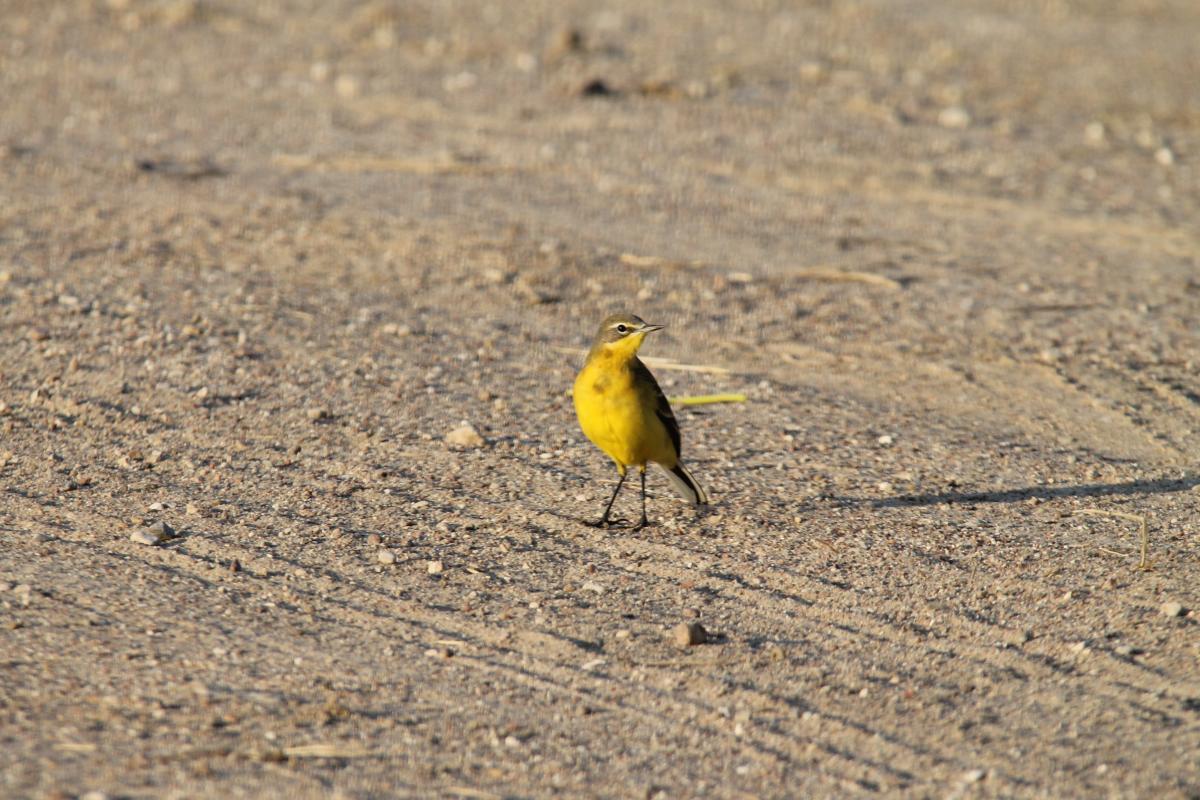 Western Yellow Wagtail (Motacilla flava)