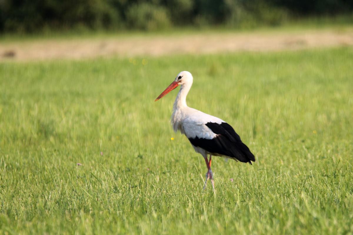 White Stork (Ciconia ciconia)