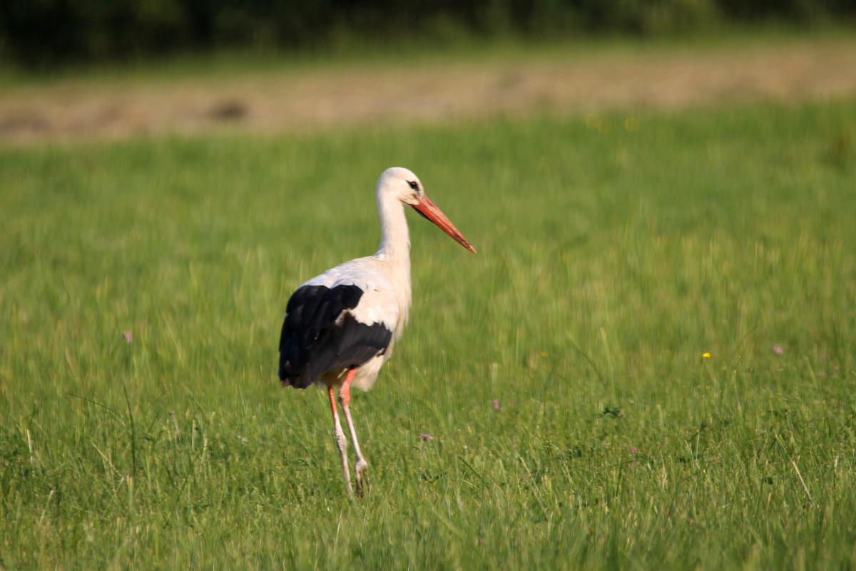 White Stork (Ciconia ciconia)