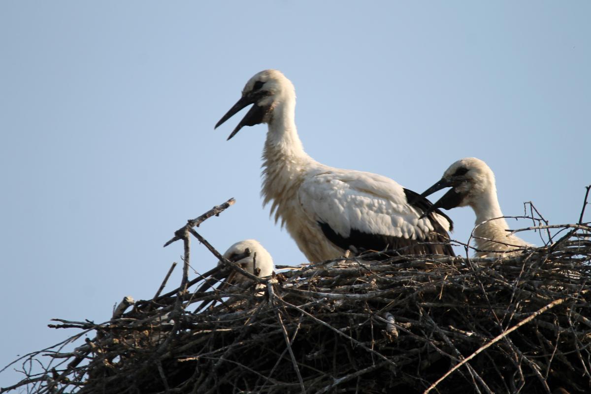 White Stork (Ciconia ciconia)