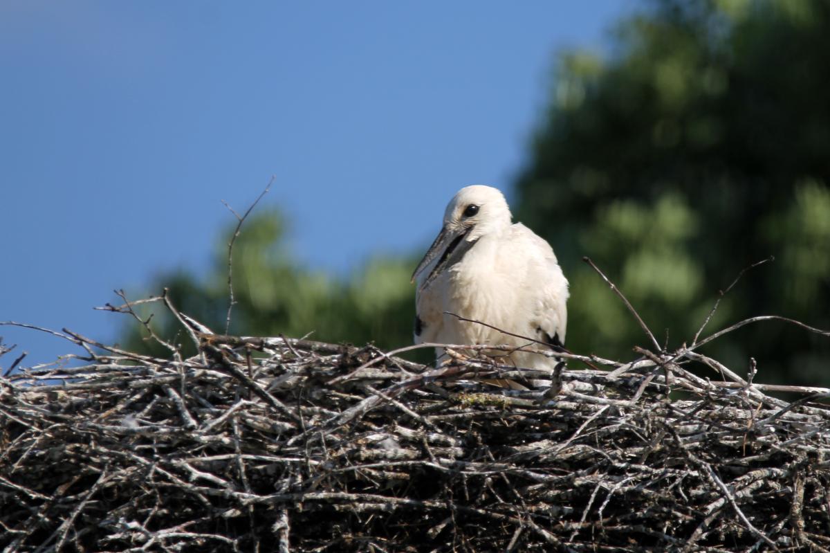 White Stork (Ciconia ciconia)