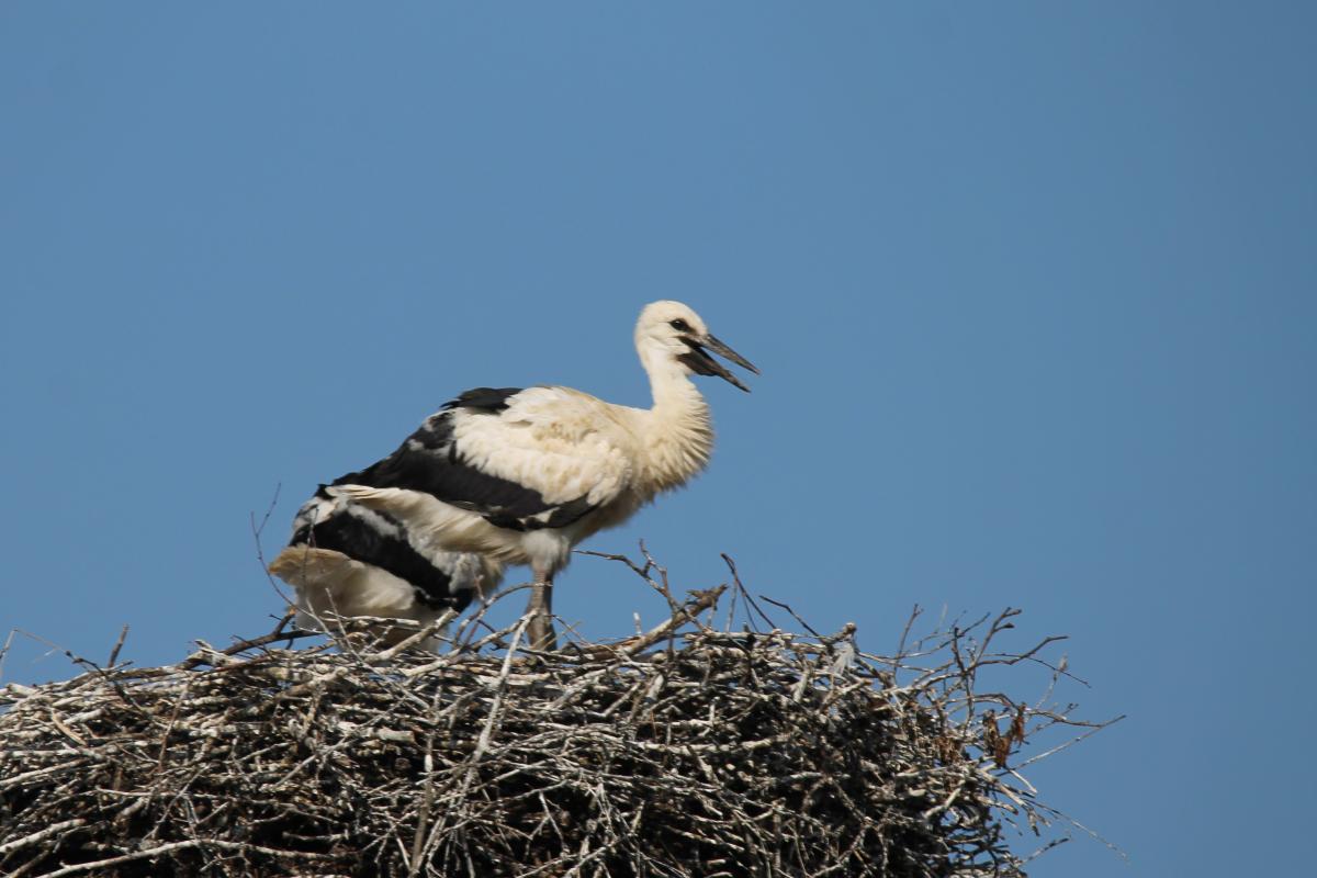 White Stork (Ciconia ciconia)