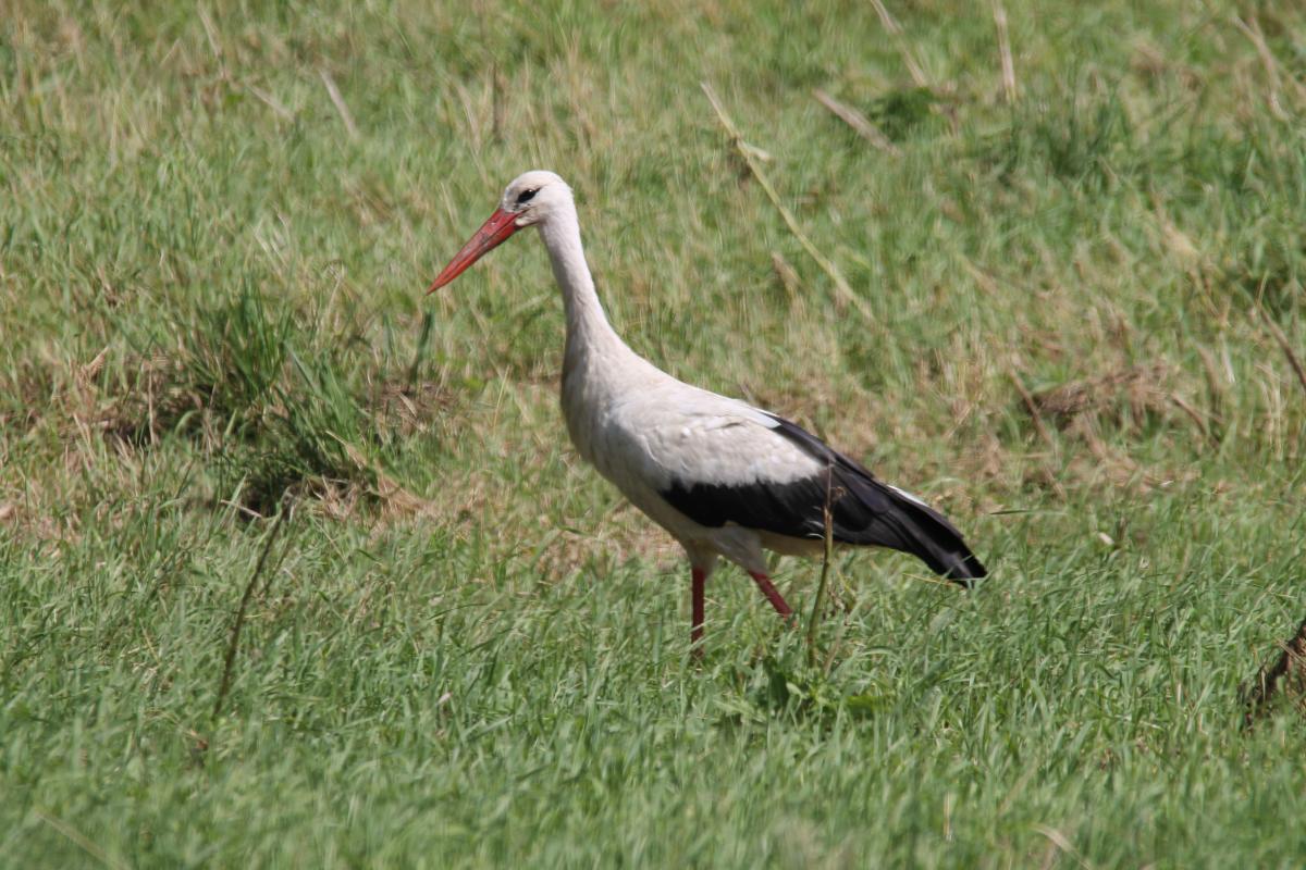 White Stork (Ciconia ciconia)