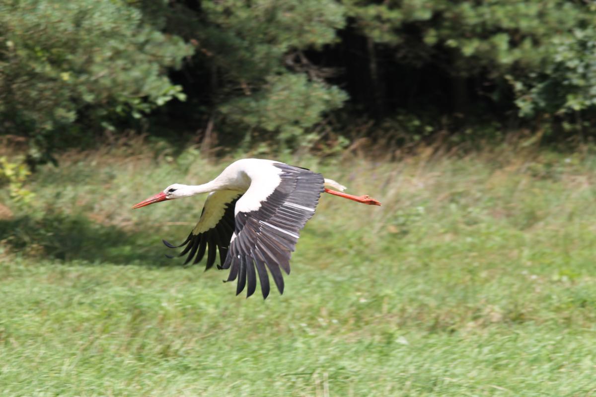 White Stork (Ciconia ciconia)