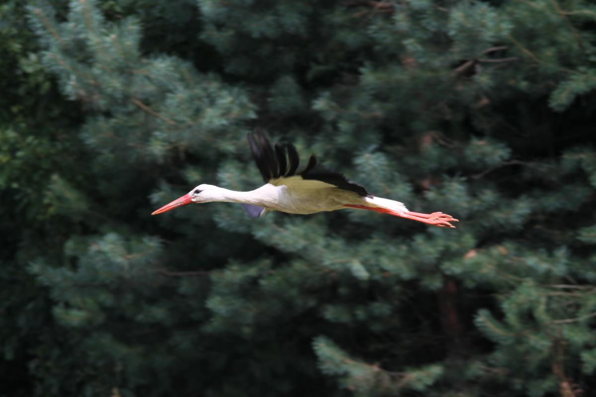 White Stork (Ciconia ciconia)