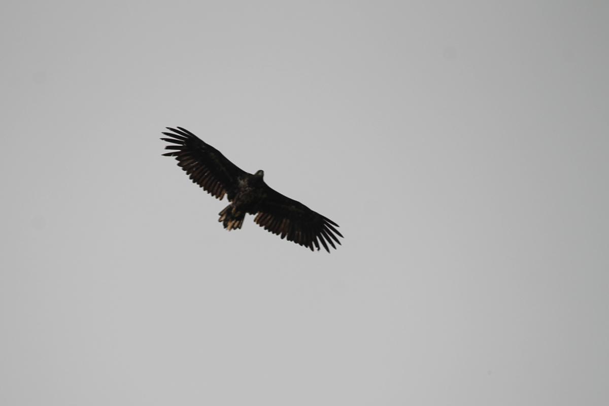 White-tailed Eagle (Haliaeetus albicilla)