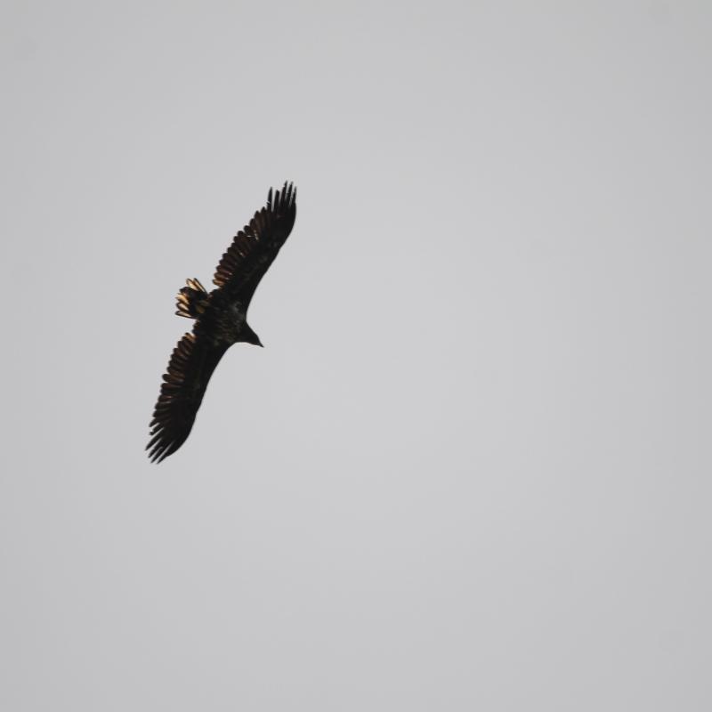 White-tailed Eagle (Haliaeetus albicilla)