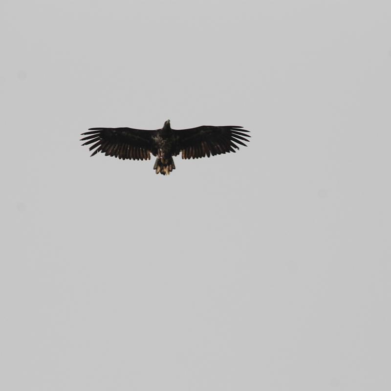 White-tailed Eagle (Haliaeetus albicilla)