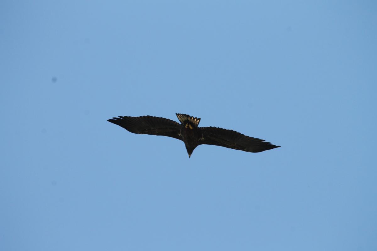 White-tailed Eagle (Haliaeetus albicilla)