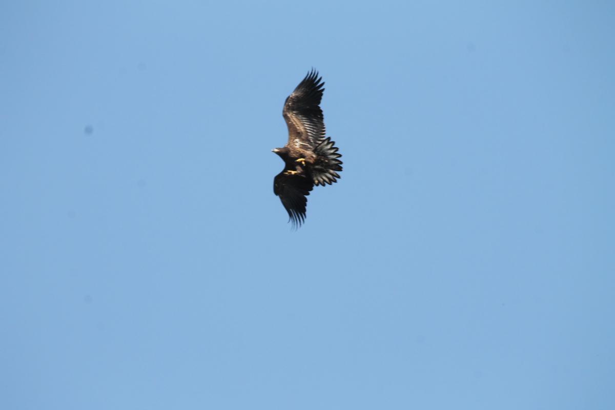 White-tailed Eagle (Haliaeetus albicilla)