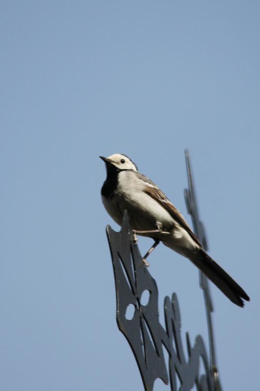 White Wagtail (Motacilla alba)