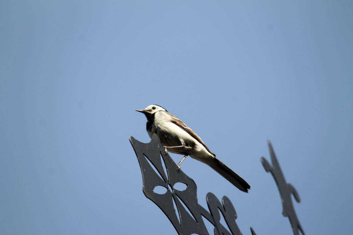 White Wagtail (Motacilla alba)