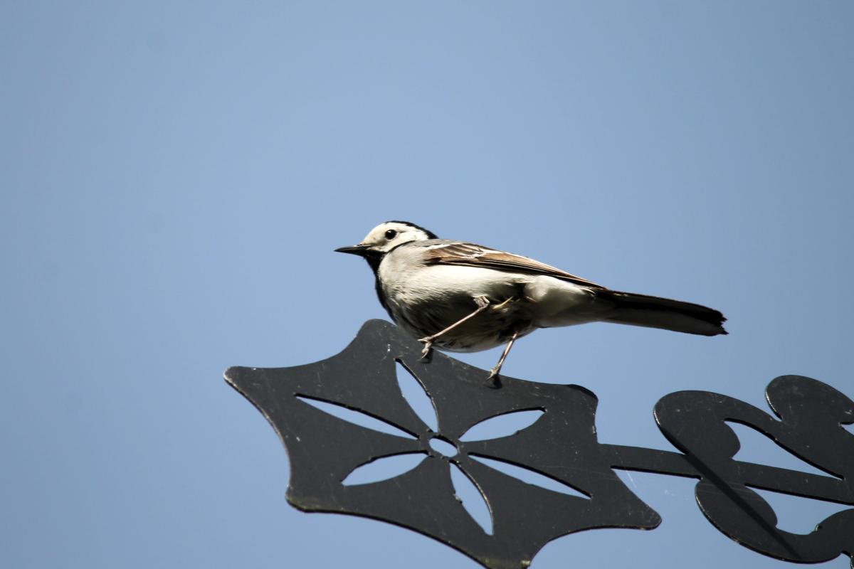 White Wagtail (Motacilla alba)