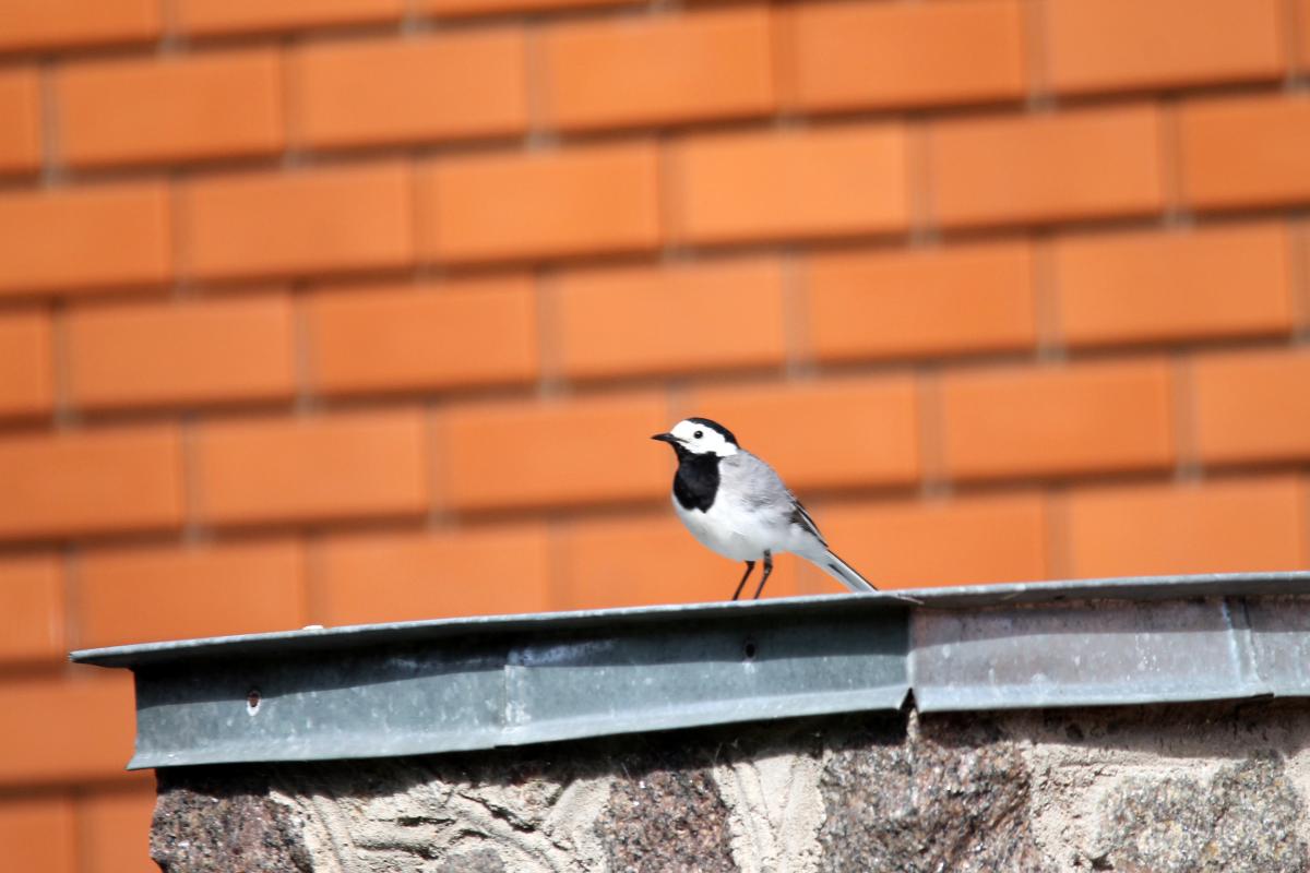 White Wagtail (Motacilla alba)